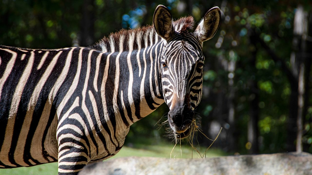 zebra