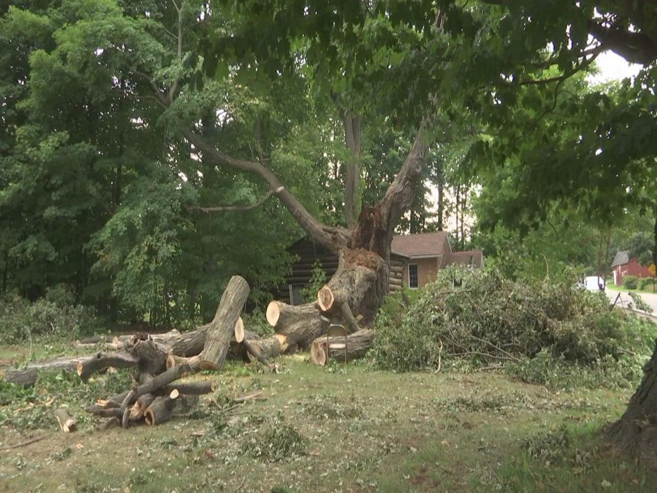 At 400 Years Old, New York State's Oldest and Largest Sugar Maple Tree