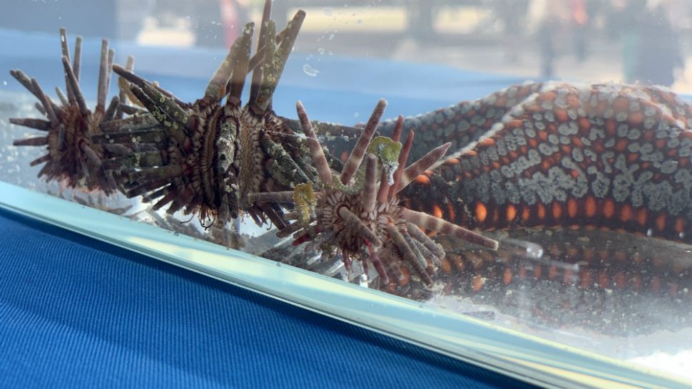 Sea-life sits inside of an aquarium in front of the Texas Capitol. (Spectrum News Photograph | Stacy Ricard)