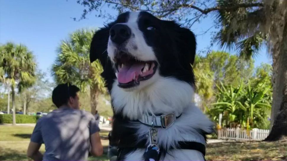 Austin therapy dog comforts those affected by Parkland shooting