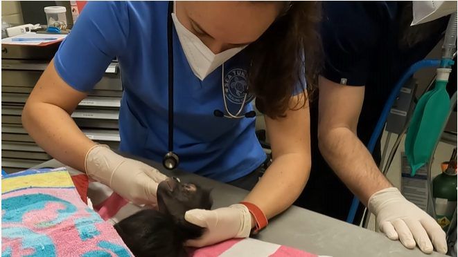 The two new temporary spider monkeys will be eventually moved to another zoo.