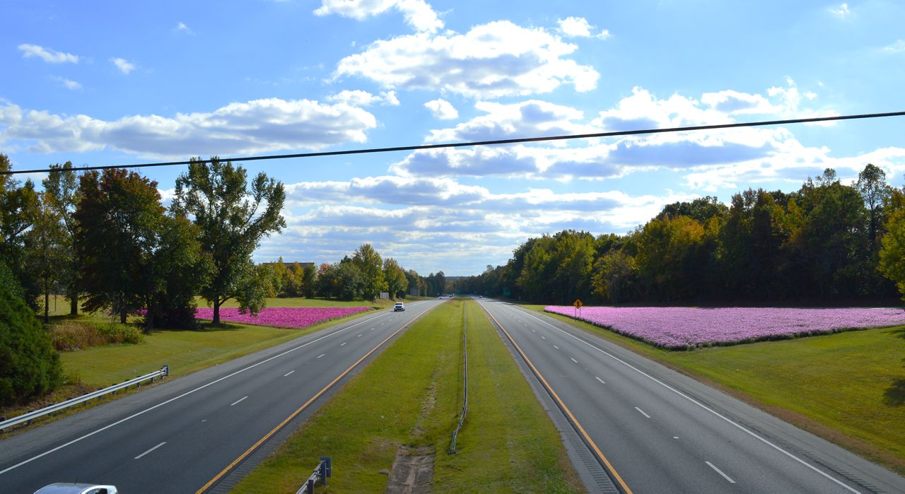 Flowers just off the highway in N.C.. These flowers finished second in best overall this year. (Photo courtesy NCDOT)