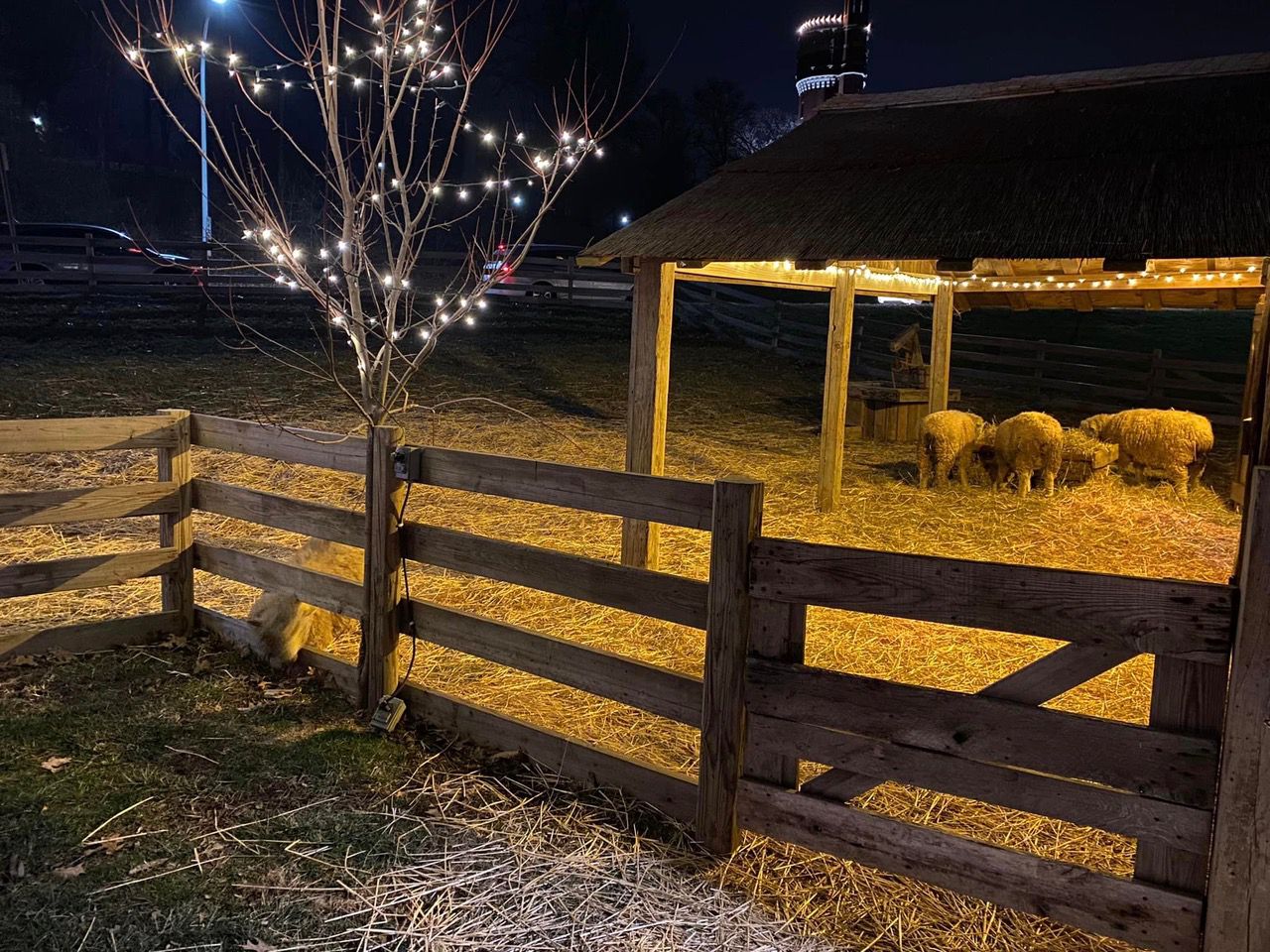 The urban conservatory is home to four sheep, a donkey and a cow throughout the month of December. (Photo courtesy of Tom Ramstetter)