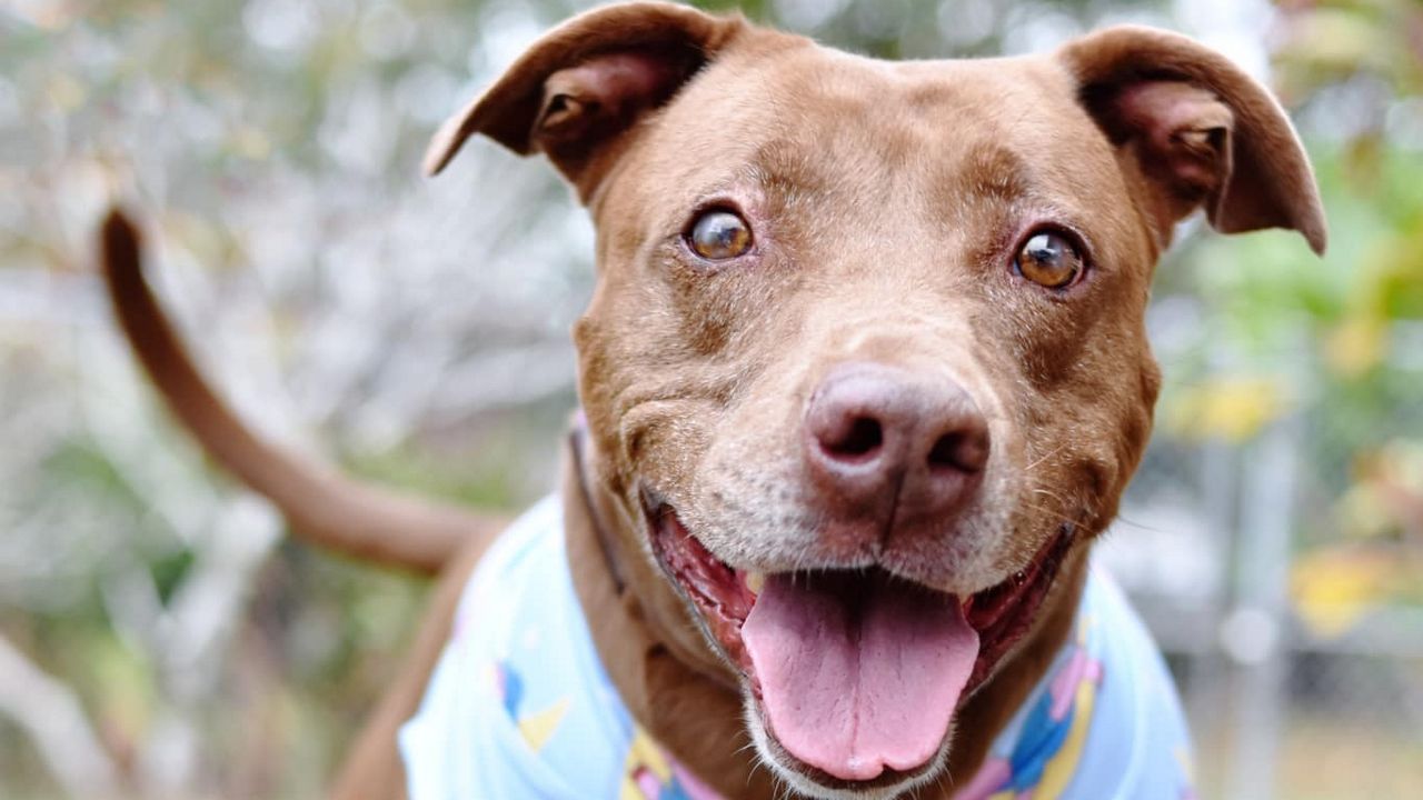 Rue, a 6-year-old mixed breed dog, is adoptable from Hawaii Island Humane Society's Keaau Shelter. (Photo courtesy of Hawaii Island Humane Society)