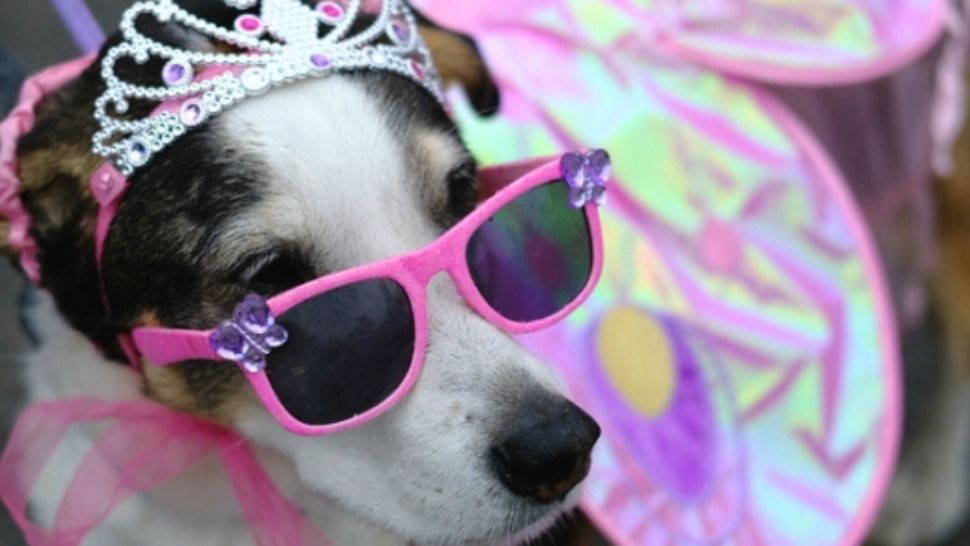 A dog wears a tiara and pink sunglasses. (Photo credit: Service Dogs, Inc.)