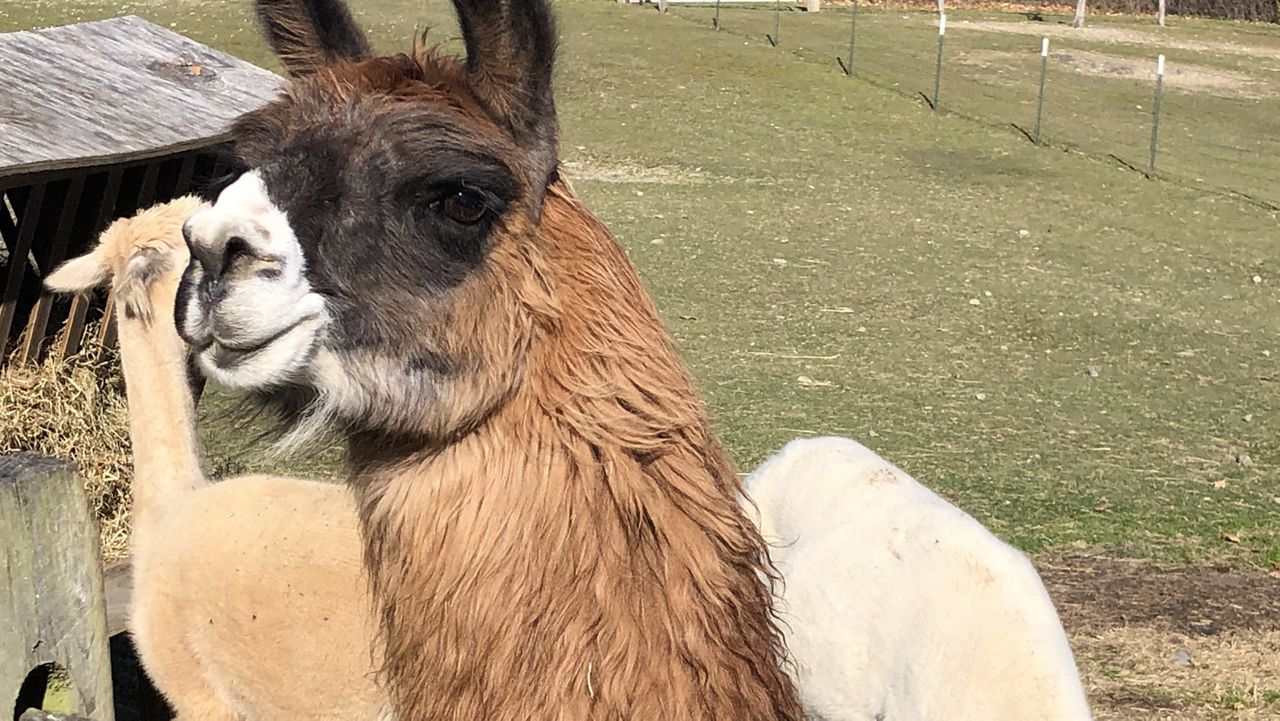 Hat- Yeti Alpaca Cap – Timber View Farm Alpacas