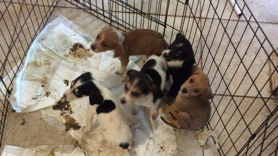 Photo taken by Pinellas Animal Control officers of puppies kept in a soiled crate within an animal hoarder's home, Friday, April 13, 2018. (Photos courtesy Pinellas Animal Control)