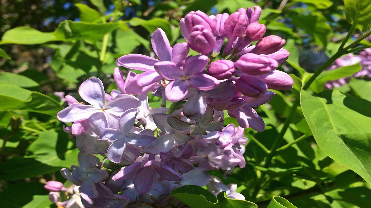 Will Lilacs Be In Bloom For Upcoming Festival