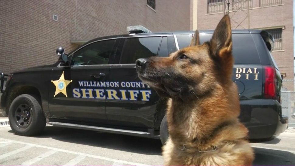 Williamson County Sheriff wants public to help name new K-9