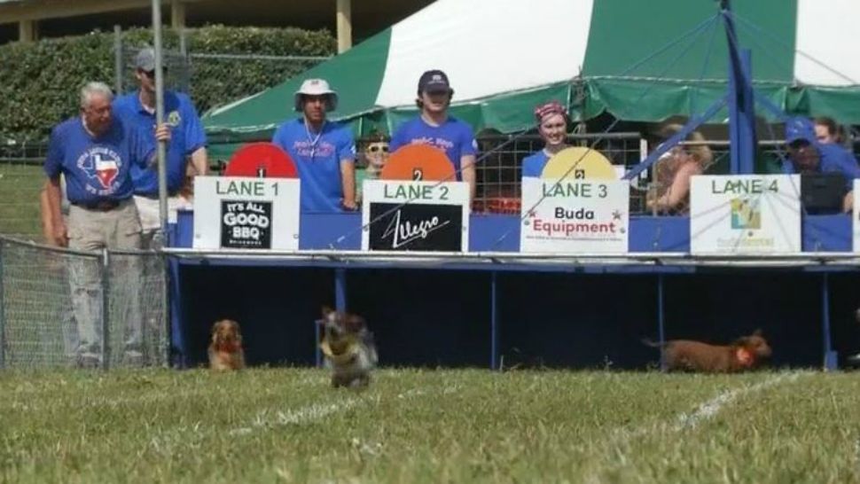 Annual Buda wiener dog races raises thousands for charities