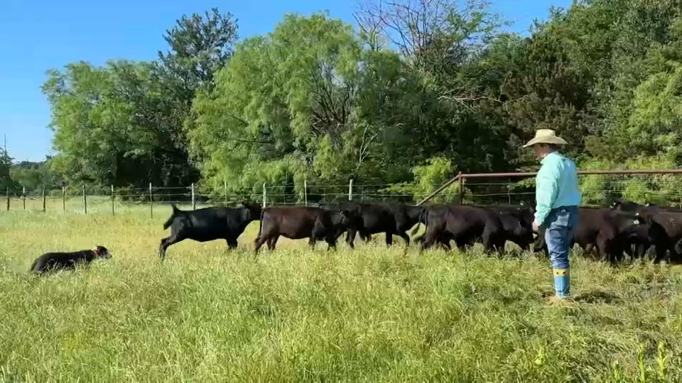 Amid labor shortage, Texas ranchers turn to dogs for help