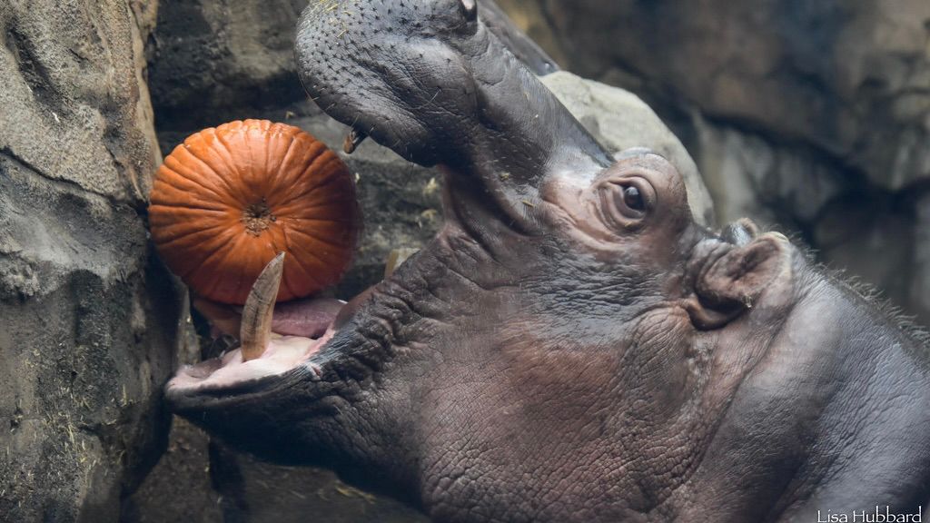 (Photo courtesy of Cincinnati Zoo/Lisa Hubbard)