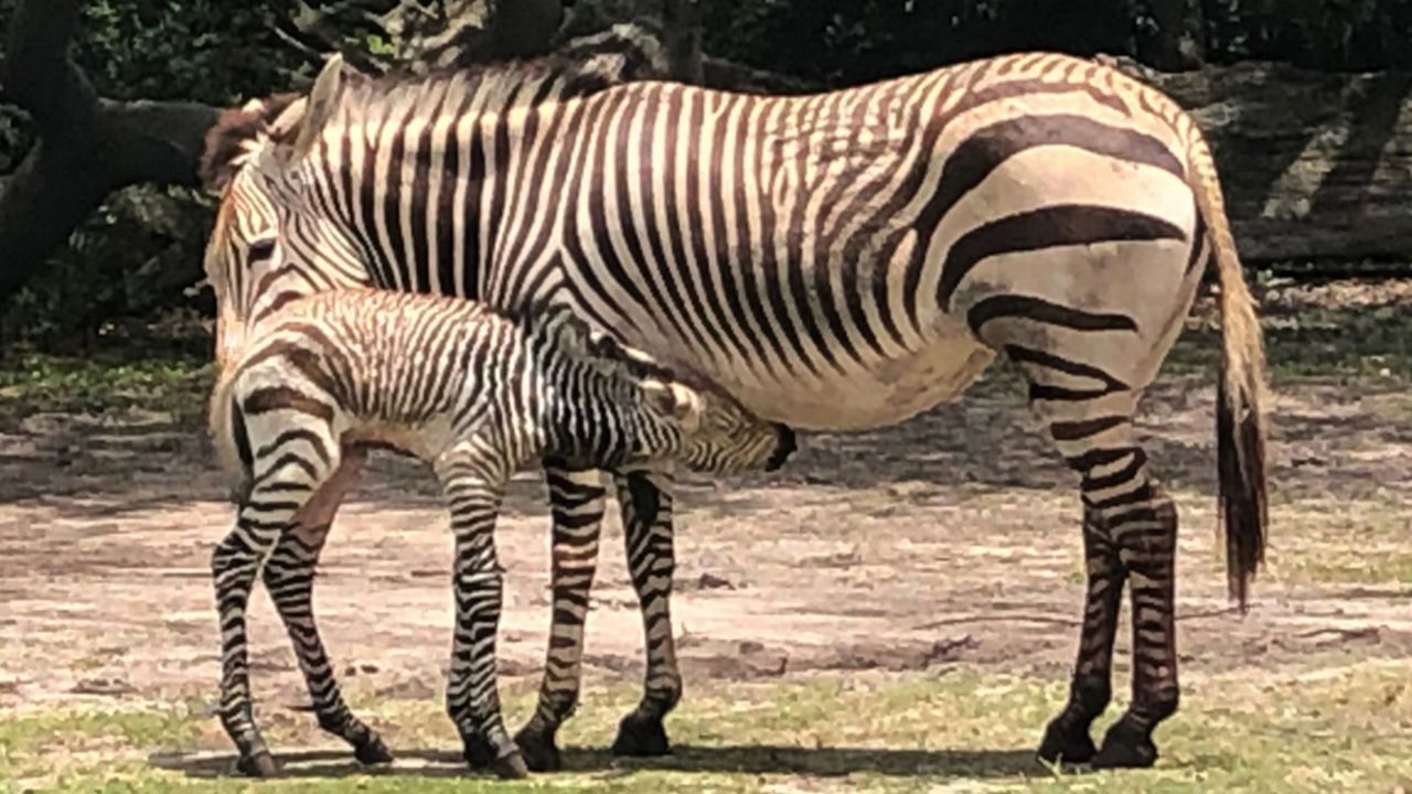 A Hartmann's mountain zebra was born May 17, 2021 at Disney's Animal Kingdom. (Disney)