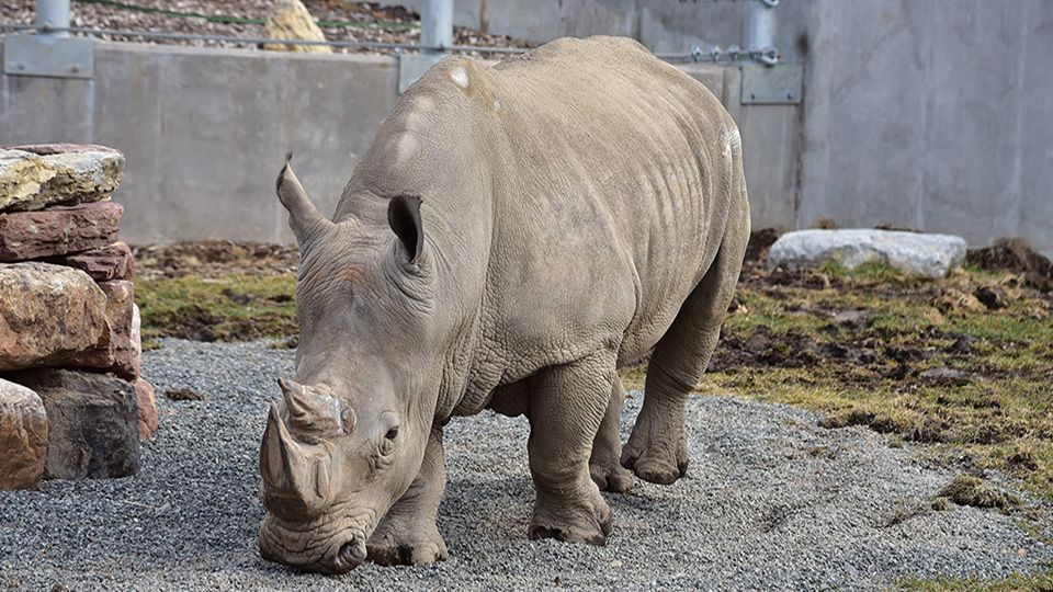 bill rhino seneca park zoo