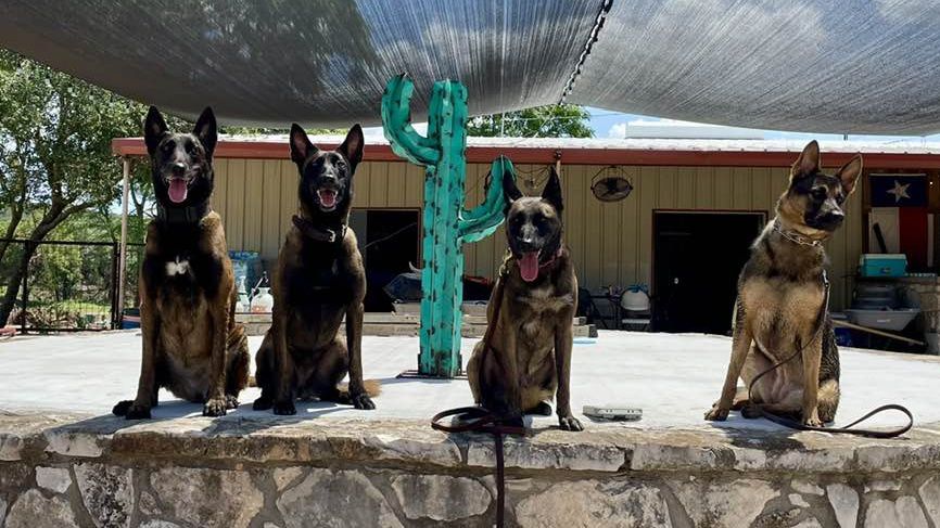 N.C. SBI K-9 teams have been on the ground helping recovery efforts in Texas