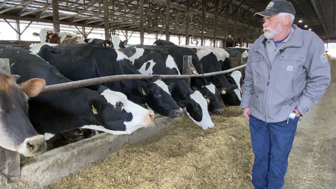 cows