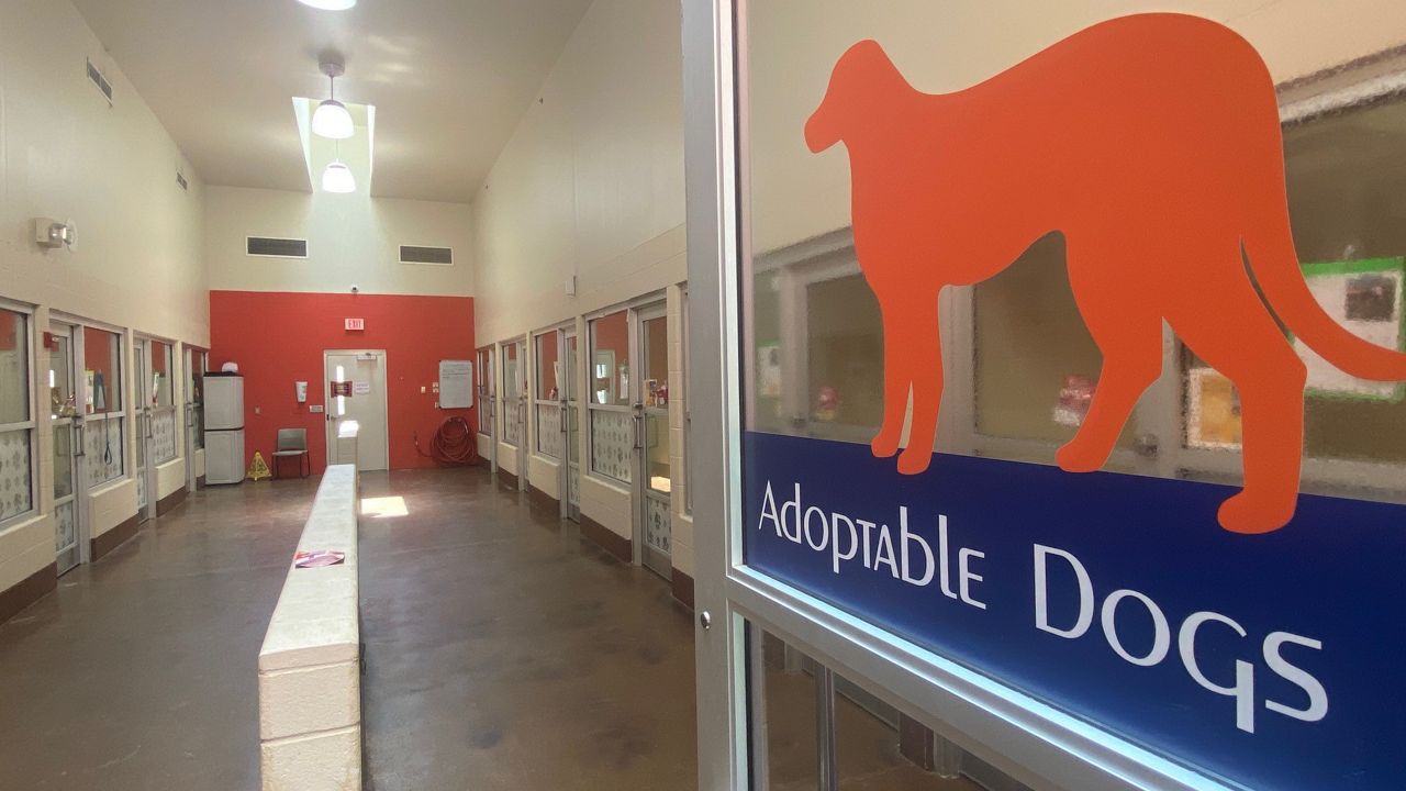 Louisville Metro Animal Services says it is 'over capacity