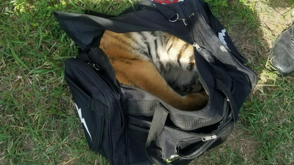 This April 30, 2018 photo provided by U.S Customs and Border Protection shows a male tiger in a duffle bag that was seized at the border near Brownsville, Texas. Border Patrol agents patrolling Monday along the river near Brownsville saw three people trying to enter the U.S. illegally and an agency statement says the trio abandoned the bag containing the tiger and returned to Mexico. (U.S. Customs and Border Protection via AP)
