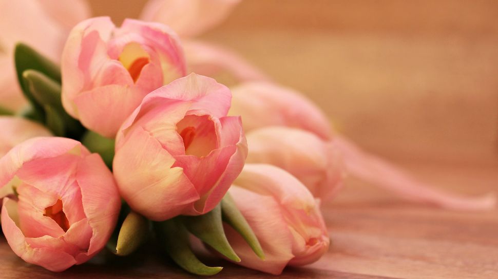 Pink tulips lay on a table. (Photo Credit Pixabay)