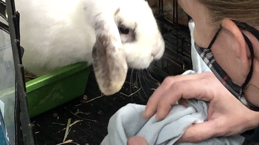 118 Bunnies Rescued From Suspected Breeding Operation in Ulster County
