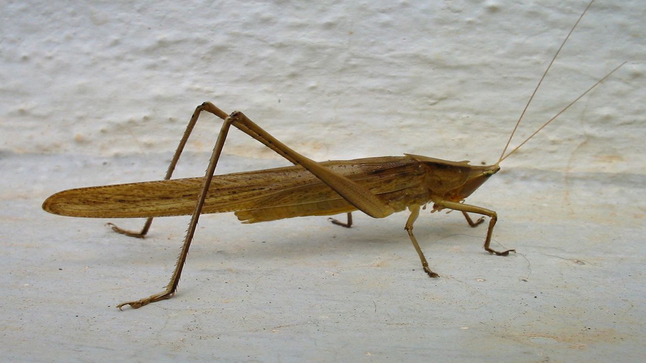 Crickets Are Nature S Thermometer