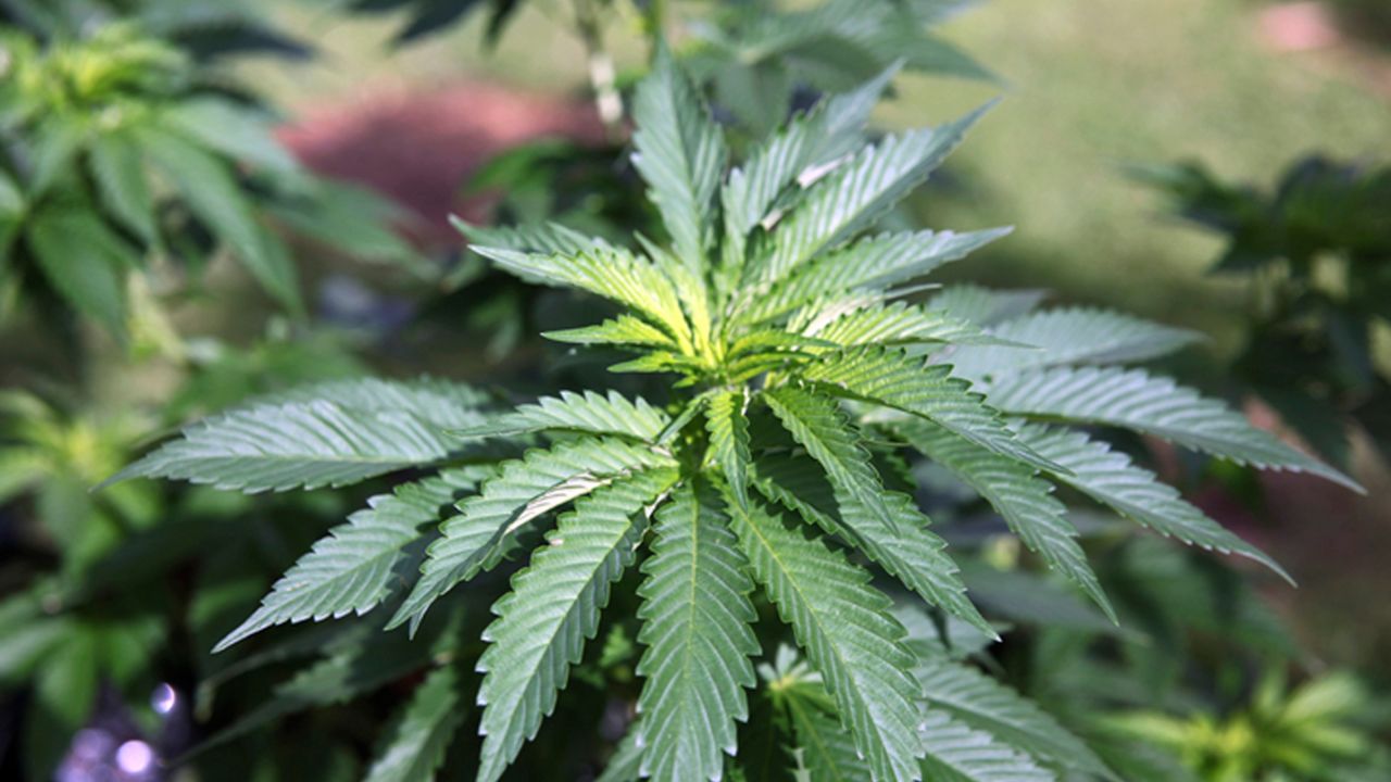 The Great Smoky Cannabis Co. began recreational marijuana sales on July 4 to adults at least 21 years of age who are enrolled Eastern Band members or members of any other federally recognized tribe, according to news outlets. (AP Photo/Marina Riker, File)