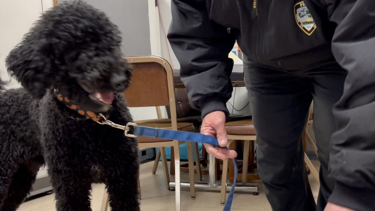 Lost dog is far from “ruffing” it