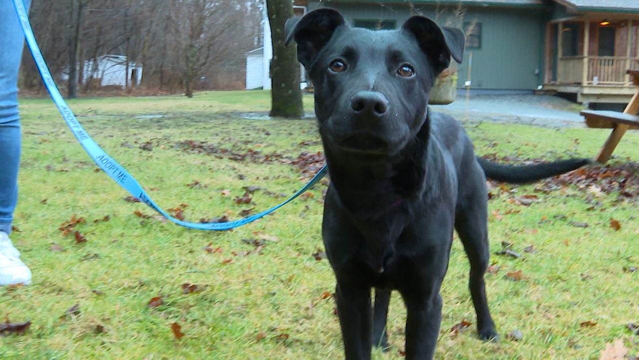 Need for animal foster parents grows