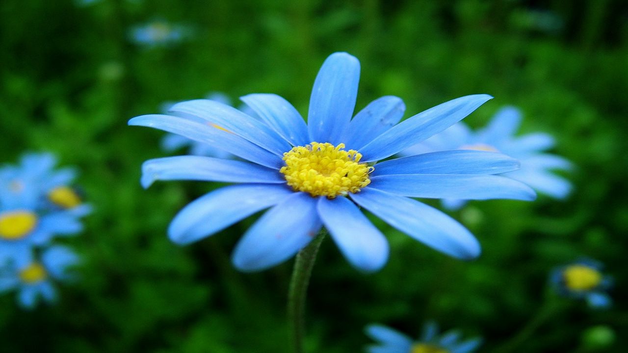 Flower in Field