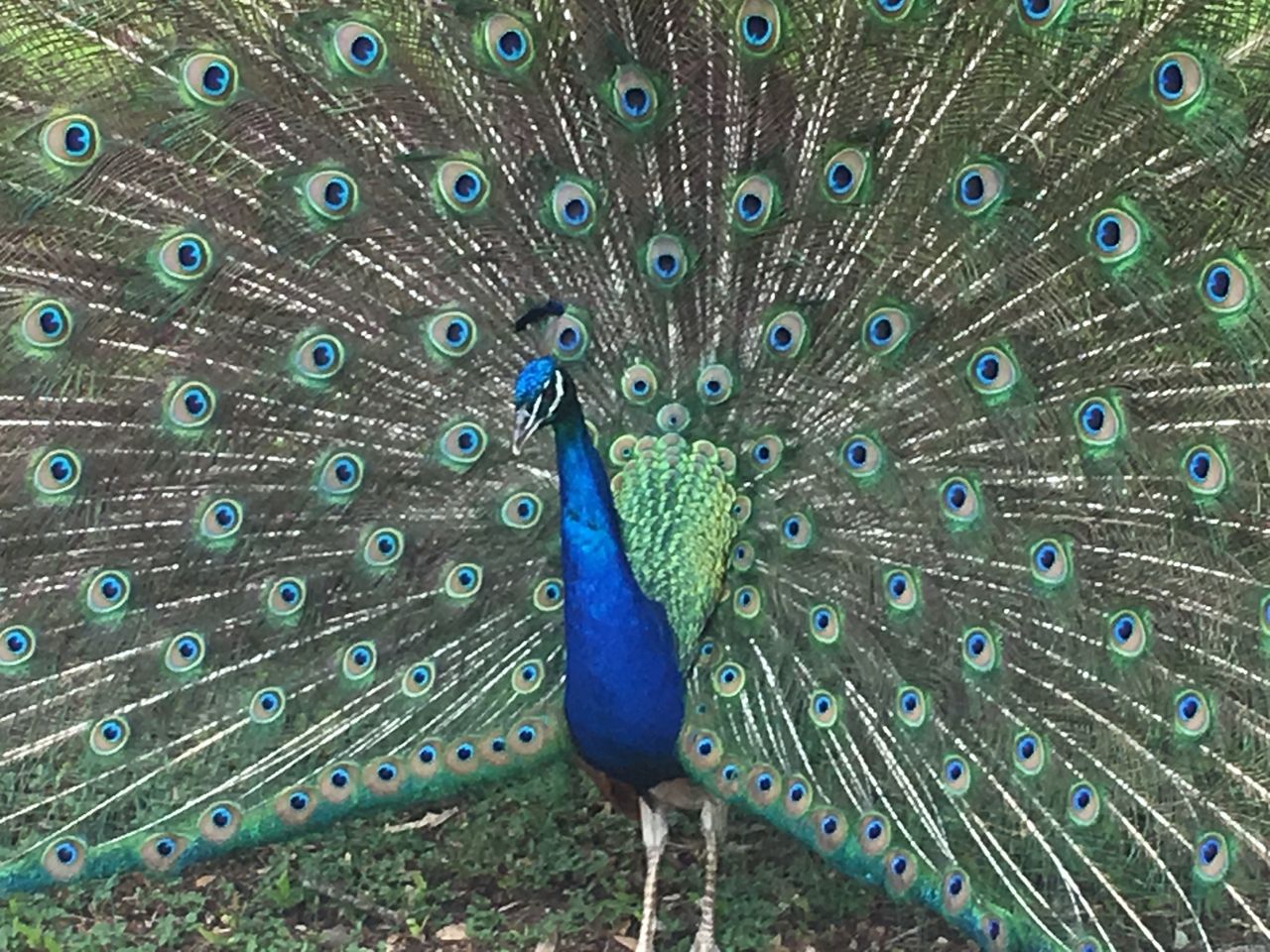 Neighborhood peacock to be relocated after pecking children at San Antonio  Botanical Garden, ACS says