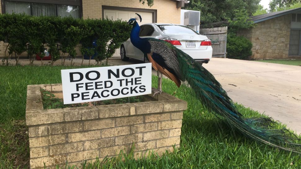 Neighbors Cry Fowl to Save Peacocks