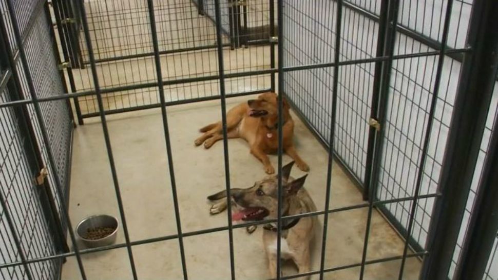 Temporary dog shelter opens in Williamson County