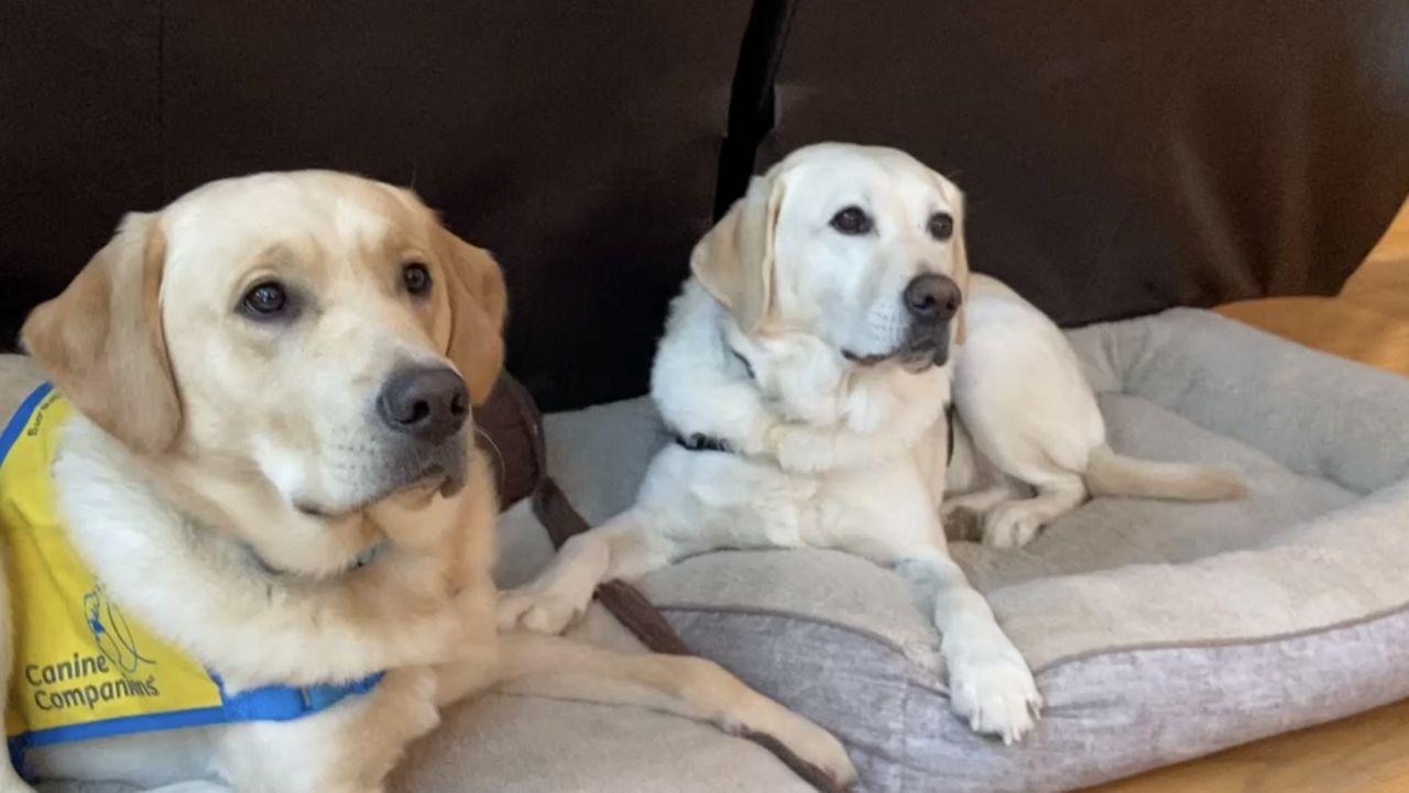 Teen with service dog writes book to inspire others