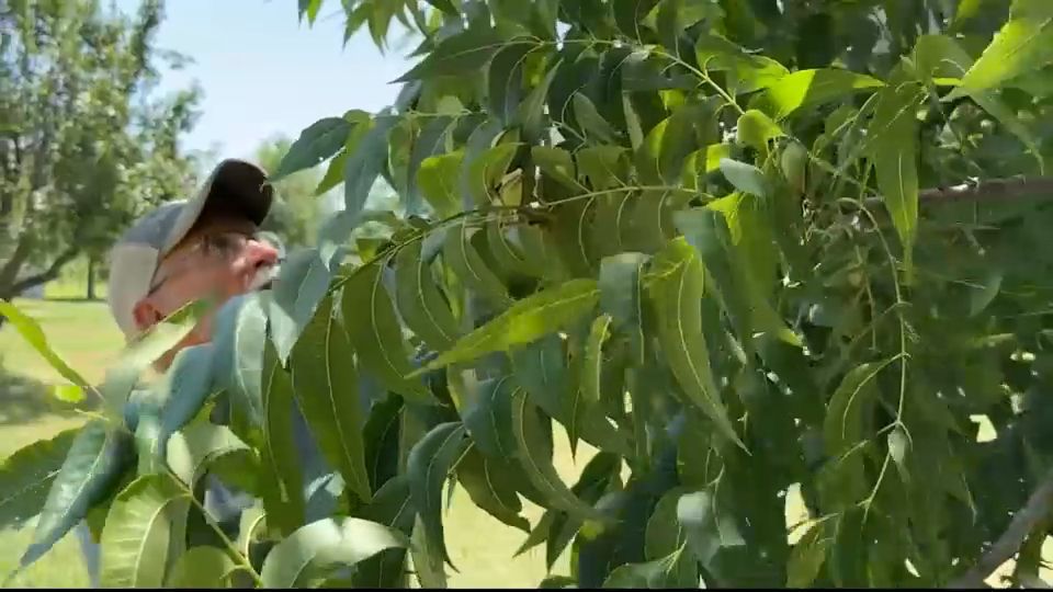 Extreme Texas heat hurting pecan trees