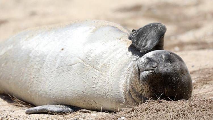 L11 snoozes on the sand at Kalaupapa National Historical Park. (National Park Service/G. Puig-Santana.)