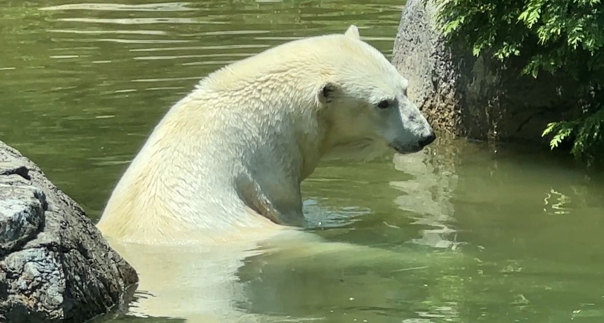 Polar bears at The NC Zoo find relief from heat in their pool and cave. 
