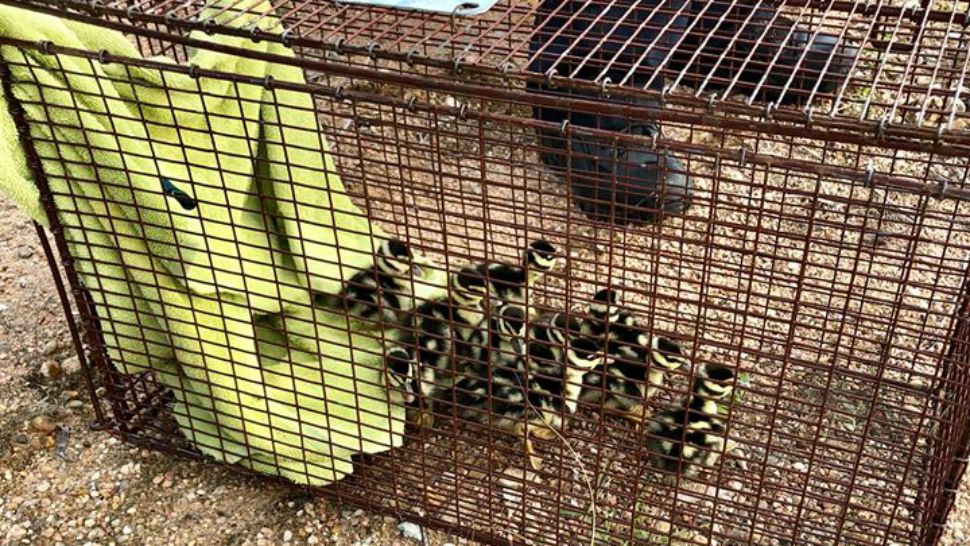 Ducklings sit in a cage after being rescued. (Photo Credit: Austin Animal Center Facebook)