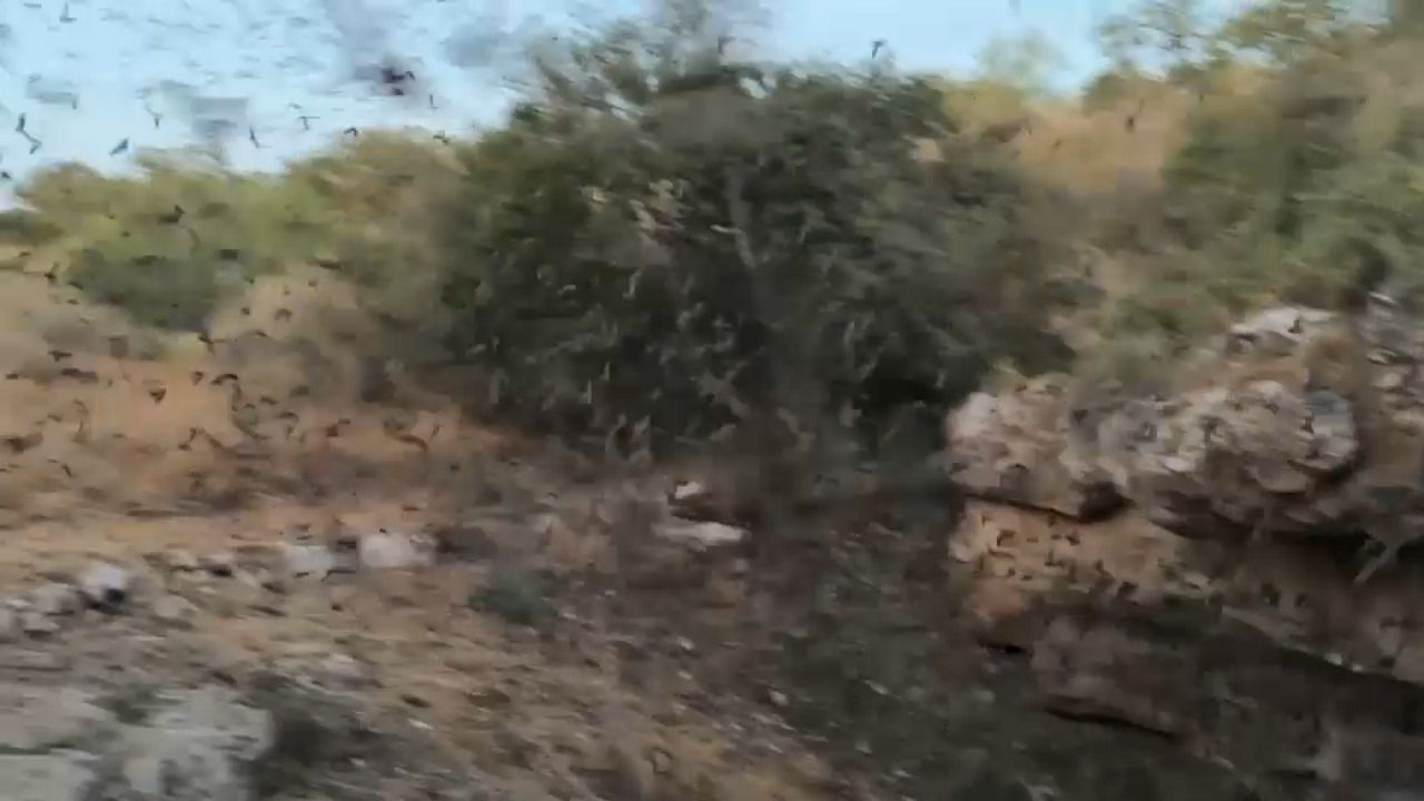 One of Texas' most prolific bat caves