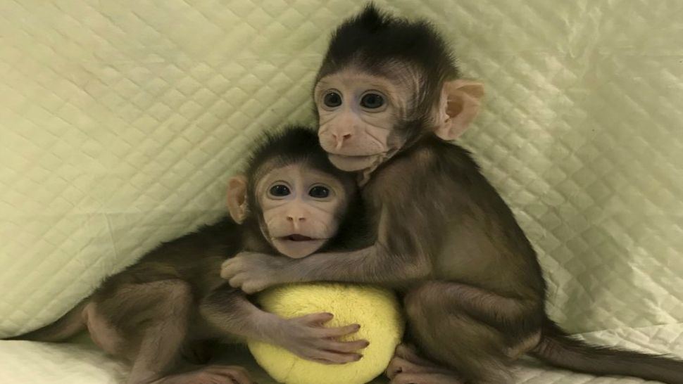 In this undated photo provided by the Chinese Academy of Sciences, cloned monkey Zhong Zhong and Hua Hua sit together with a fabric toy. (Sun Qiang and Poo Muming/Chinese Academy of Sciences via AP)