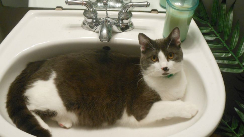 Cat relaxing in the sink (Spectrum News Photograph)