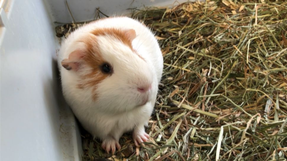 guinea pig adoption center