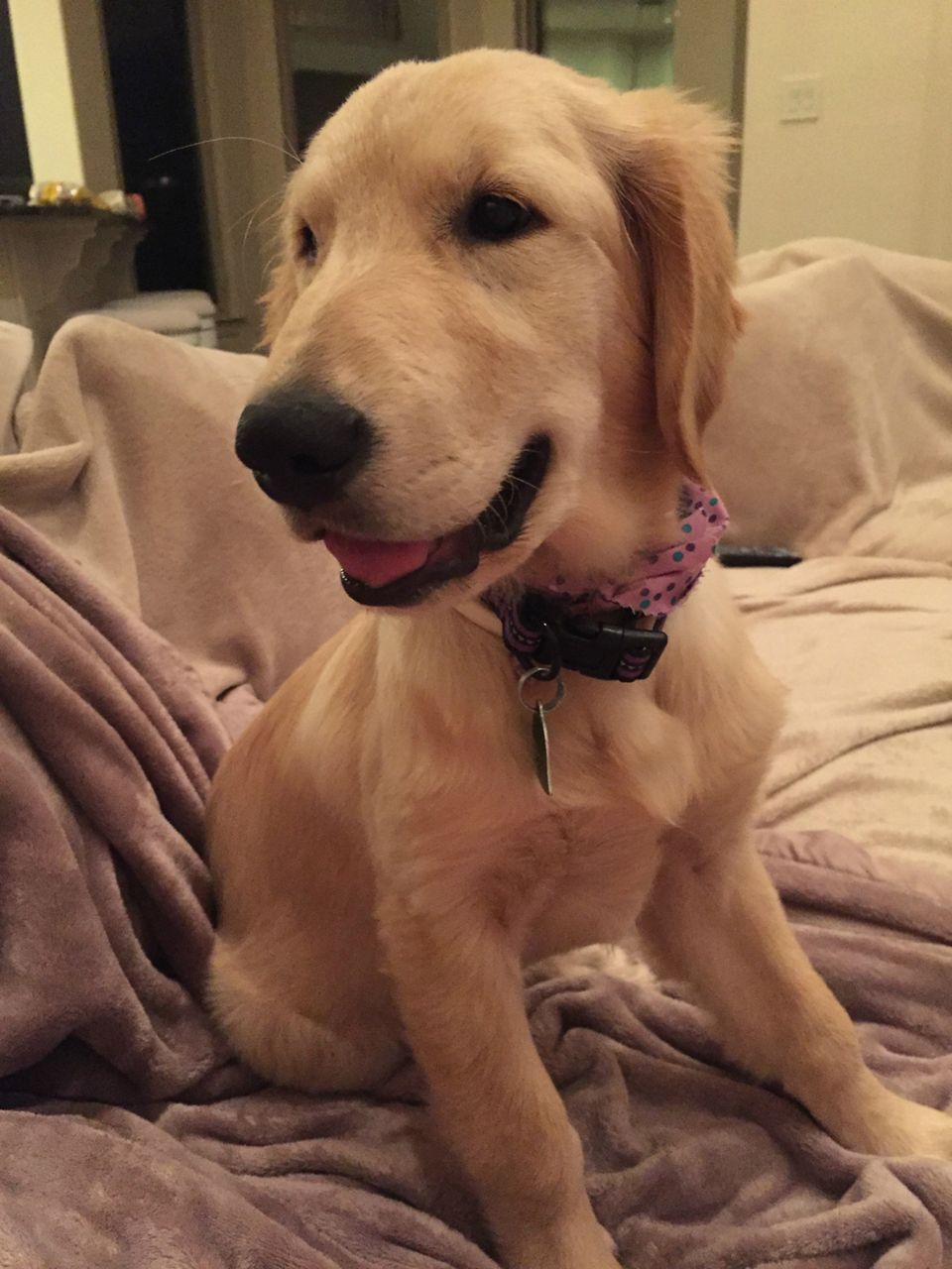 Lucy, a Golden Retriever Puppy