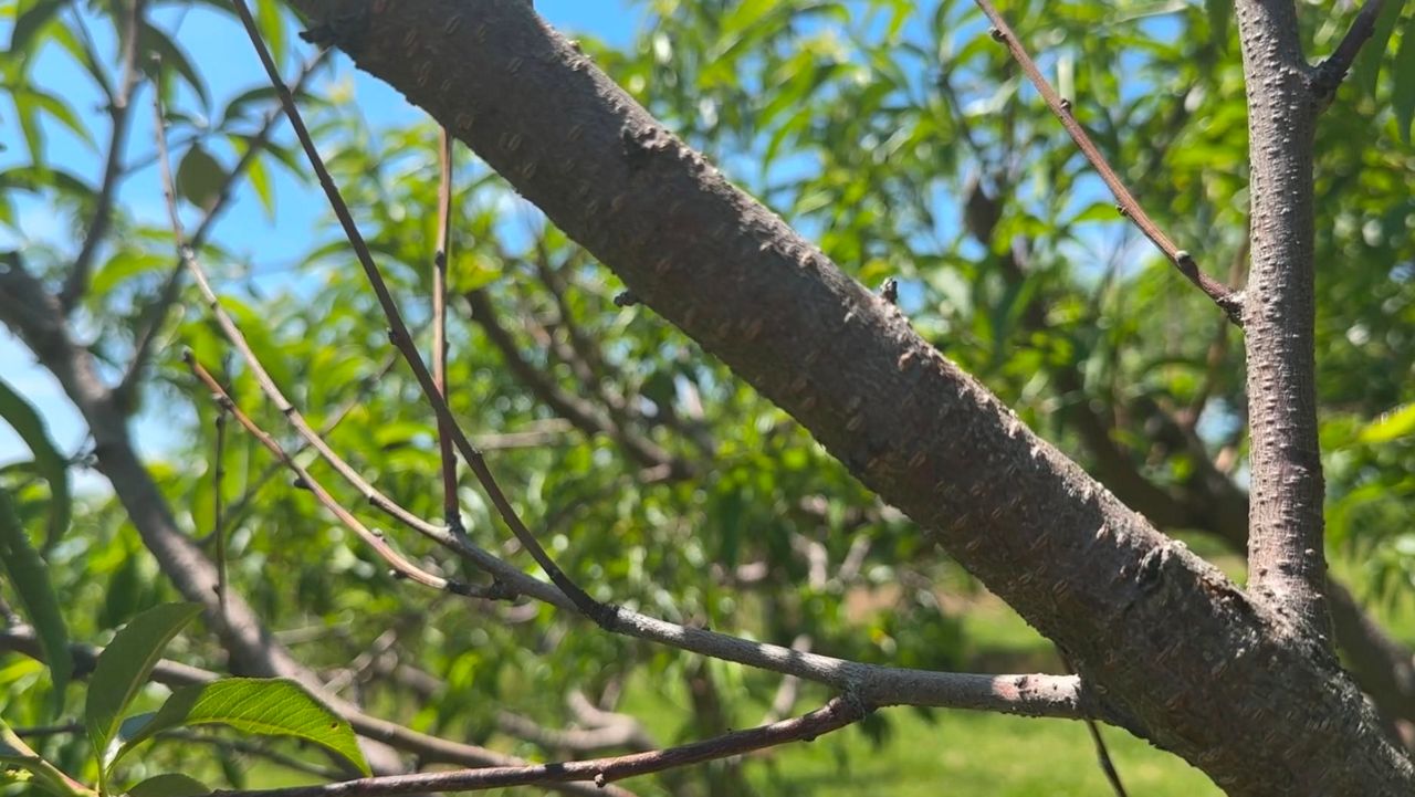 AGRICULTURE Farmers overwhelmed by crop loss; officials call for disaster designation following spring cold snap BY Hudson Valley PUBLISHED 7:22 PM ET Jun. 05, 2026 PUBLISHED 7:22 PM EDT Jun. 05, 2026 SHARE