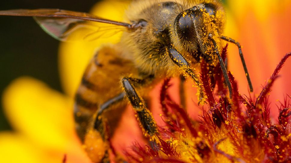 Photo Credit: Alex Wild/University of Texas at Austin