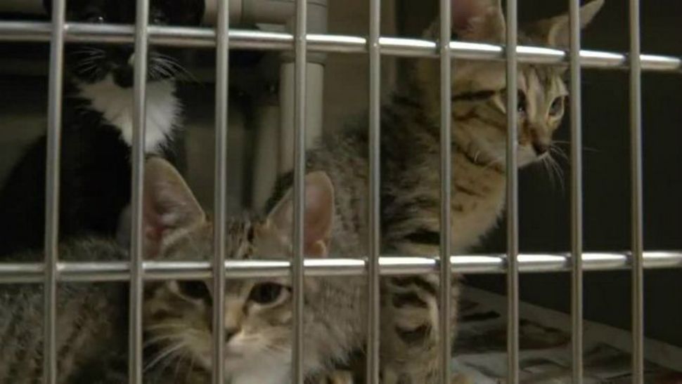 Cats waiting to be adopted (Spectrum News file image)