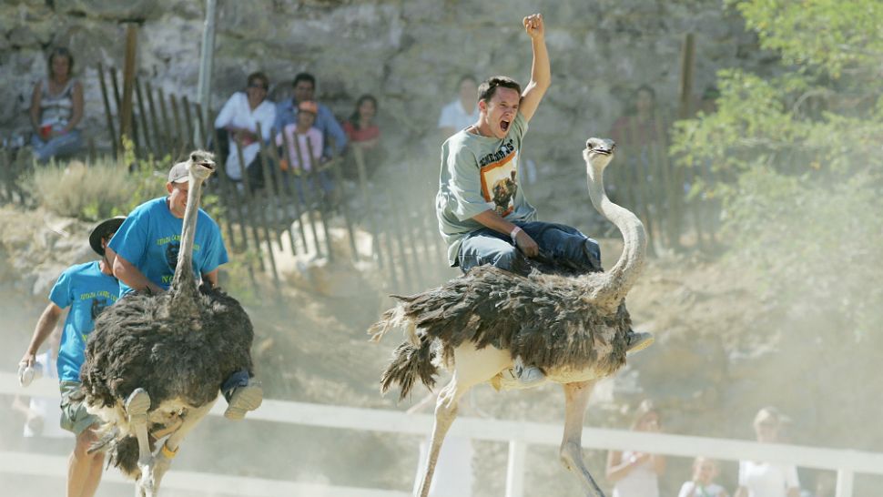 ostrich racing