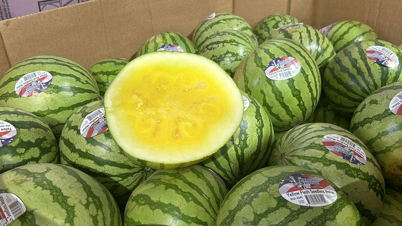 All American Produce grows yellow watermelons at one of their farms. (Spectrum News 1/Jenna Rae Gaertner)