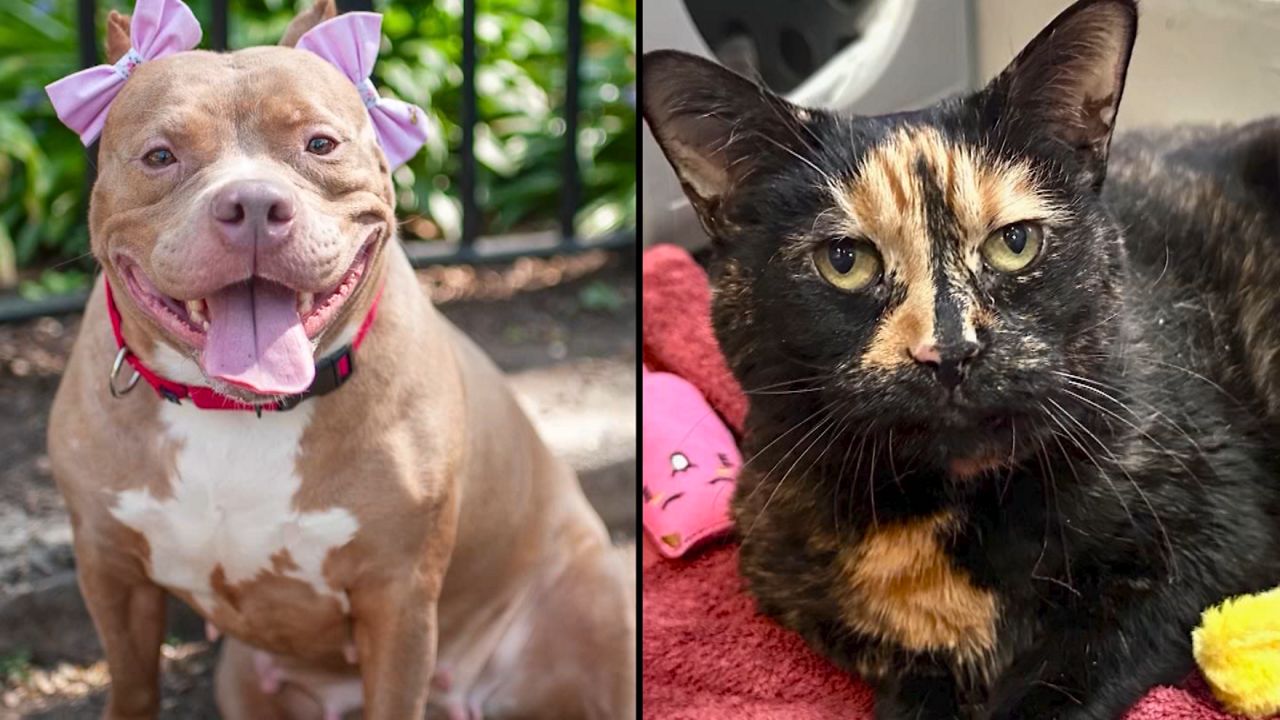 Diamond Dust the dog and Snickers the cat are up for adoption. (Courtesy of Animal Care Centers of NYC)