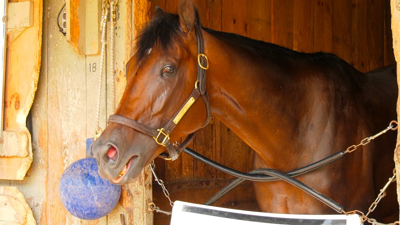 Fierceness, Sierra Leone headline Whitney Stakes at Saratoga