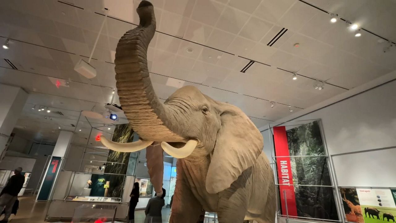 An elephant at the AMNH is pictured.